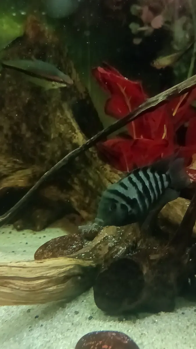 🔥 Convict Cichlids for Sale – 6 Months Old – Hea - Image 2