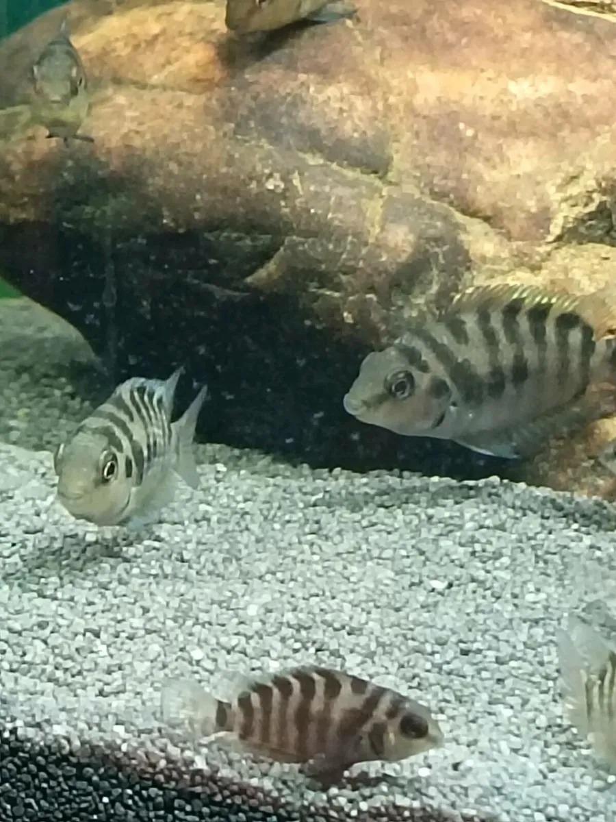 🔥 Convict Cichlids for Sale – 6 Months Old – Hea - Image 3
