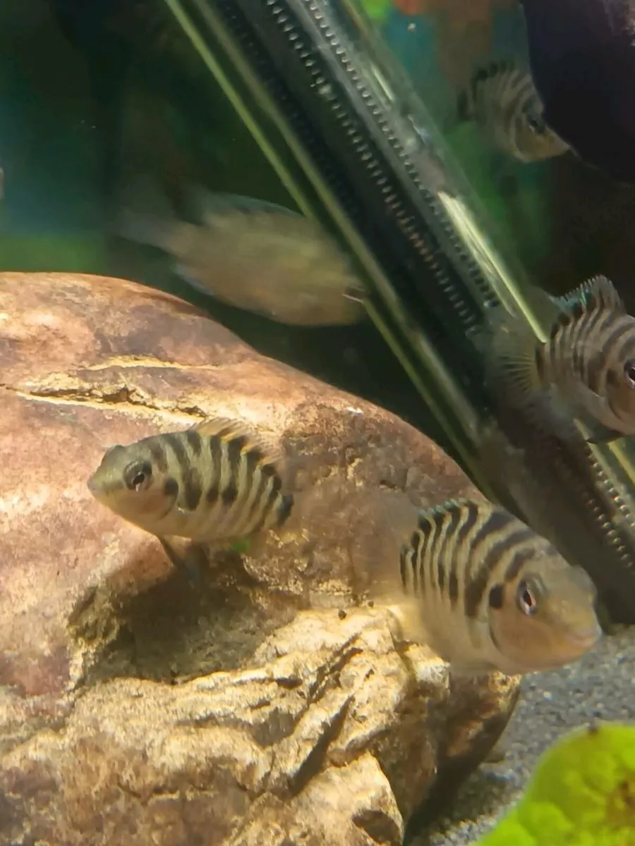 🔥 Convict Cichlids for Sale – 6 Months Old – Hea - Image 4