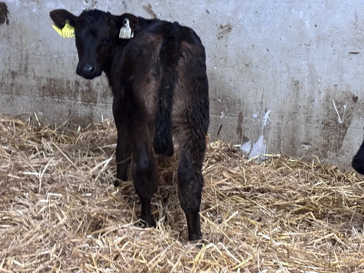 3 smashing calves for sale - Image 2
