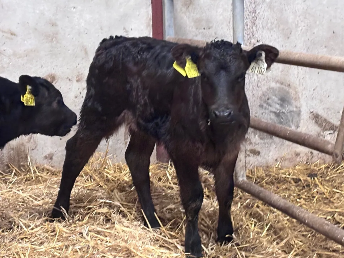 3 smashing calves for sale - Image 3
