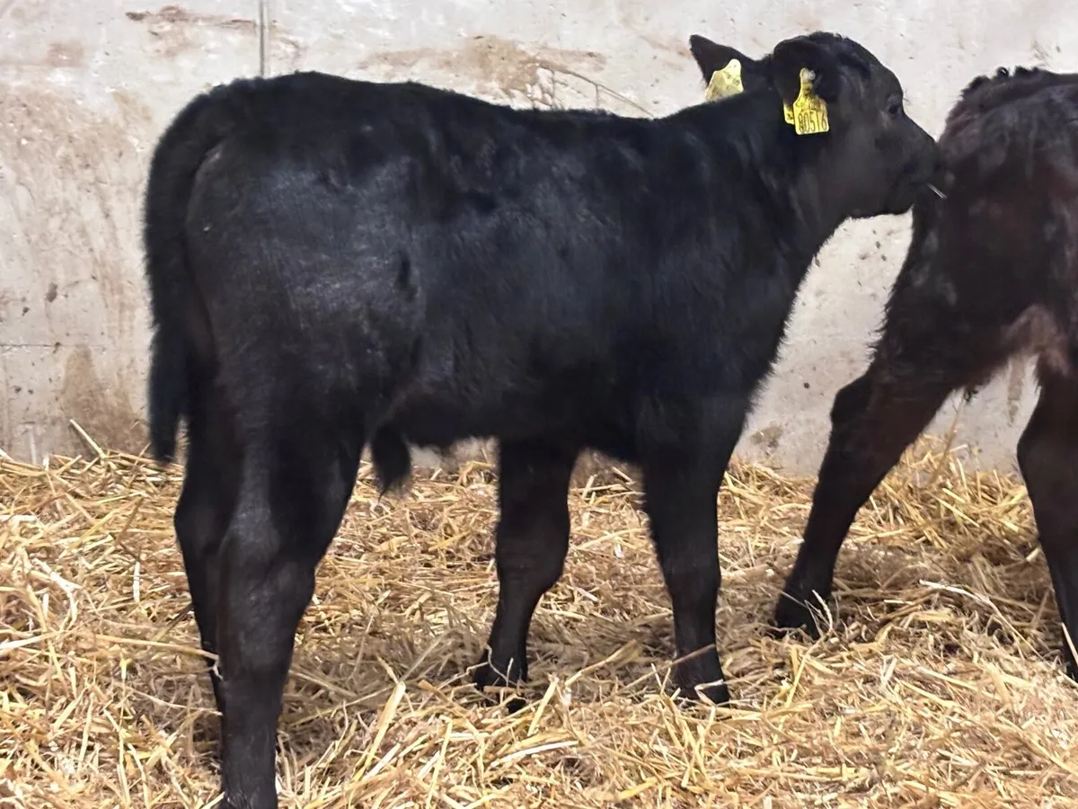 3 smashing calves for sale - Image 4