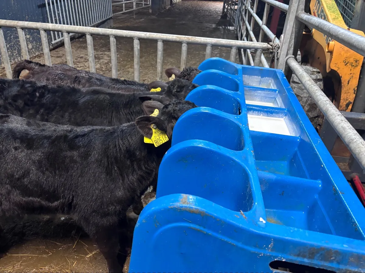 3 smashing calves for sale - Image 1