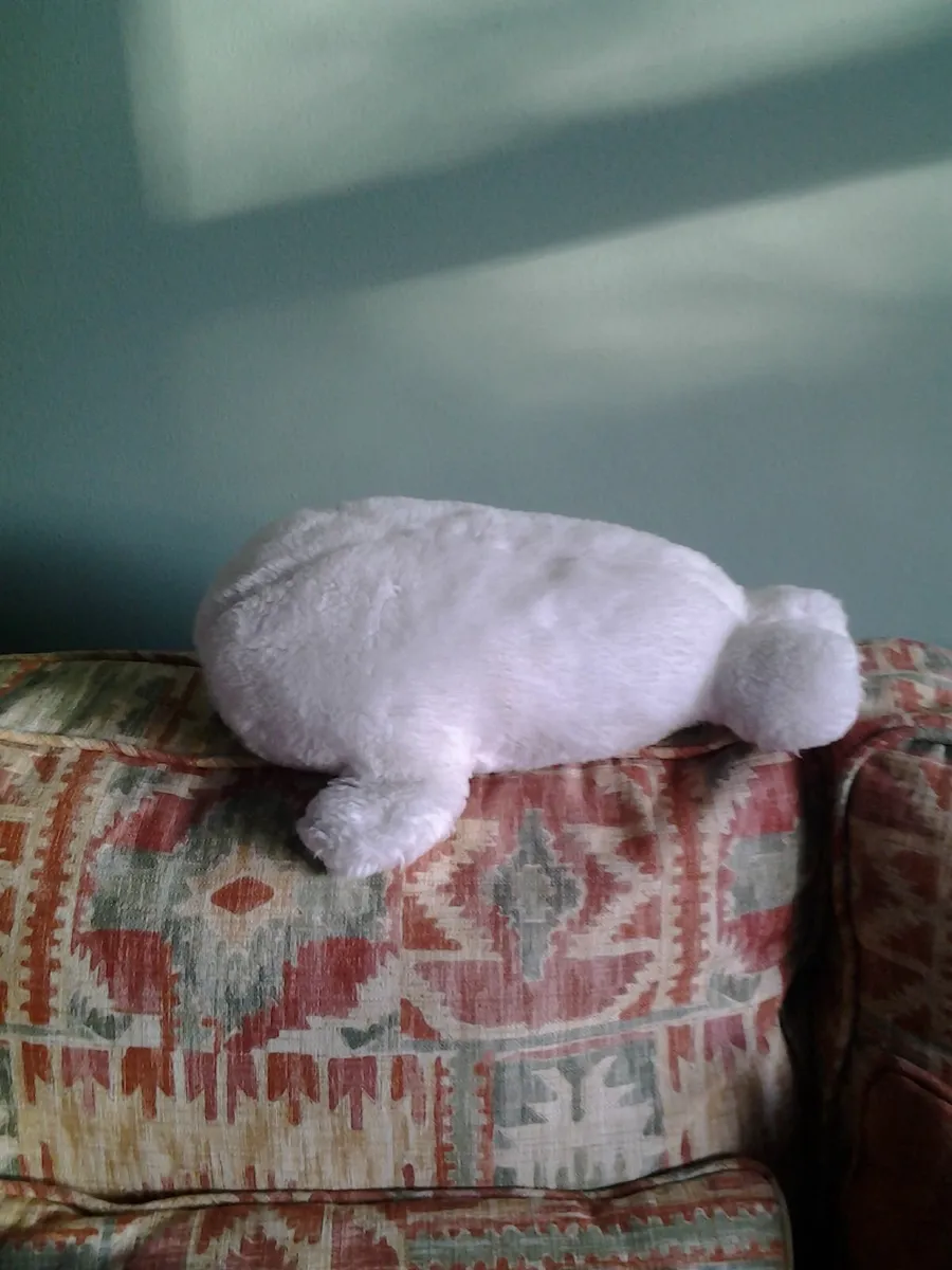 Baby Seal for Sale - Image 2