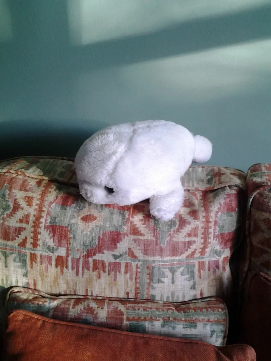 Baby Seal for Sale - Image 1