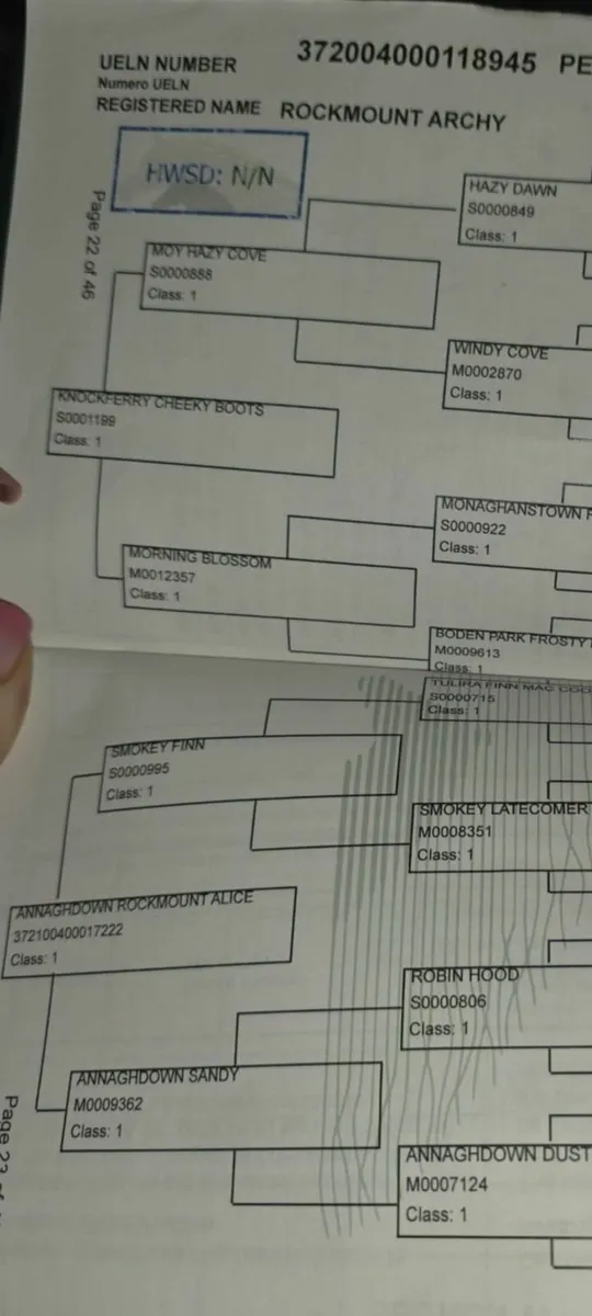 Horse Connemara class one - Image 2