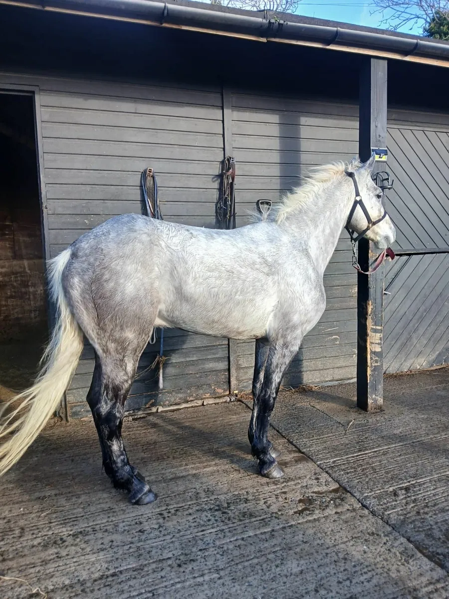 Horse Connemara class one - Image 1