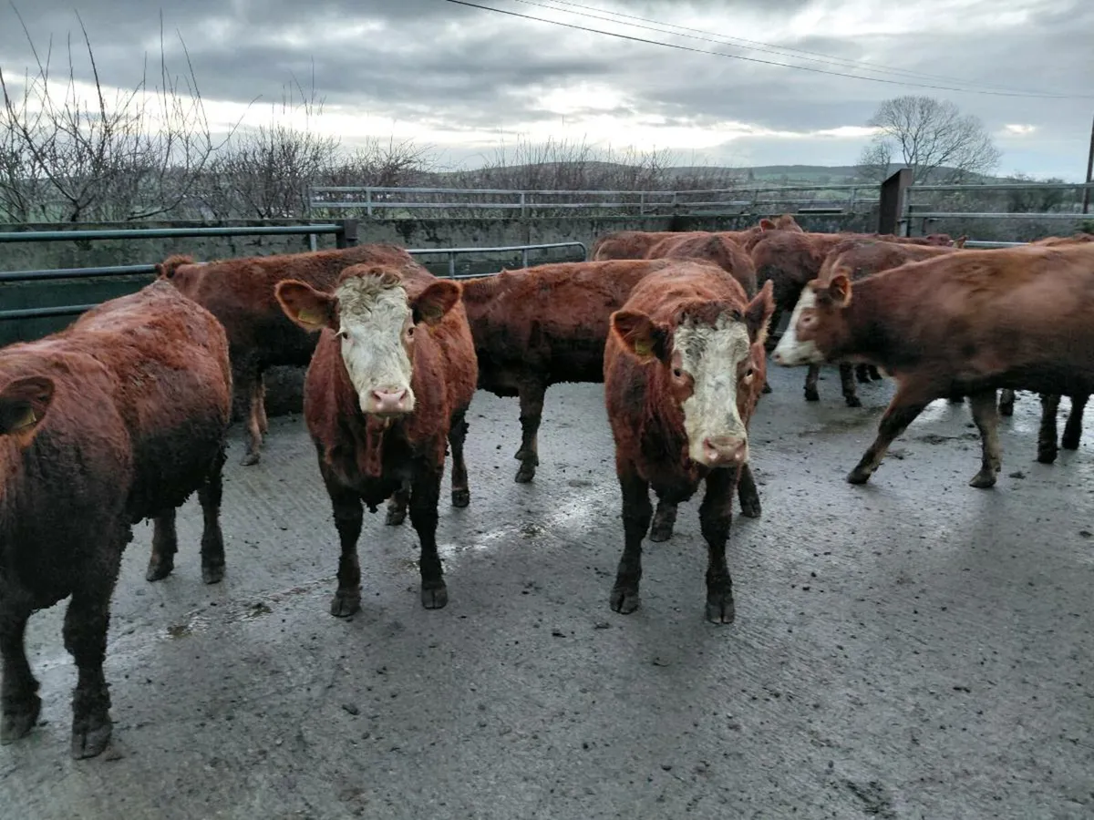 Sim and lim incalf heifers - Image 1