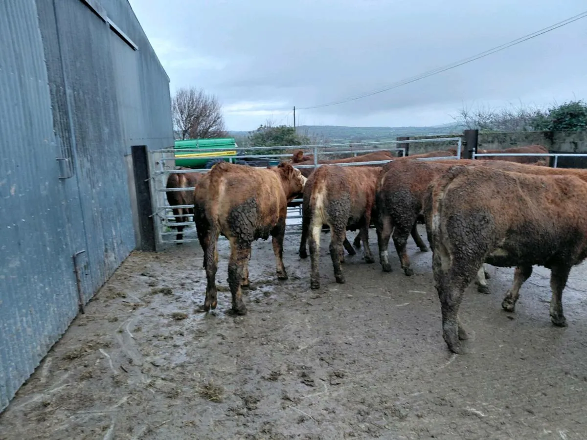 Sim and lim incalf heifers - Image 2