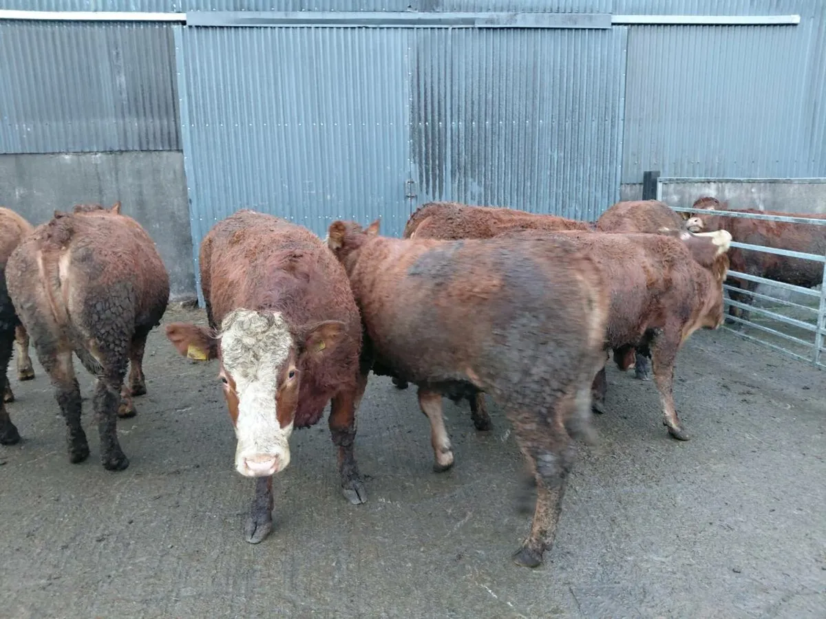 Sim and lim incalf heifers - Image 3