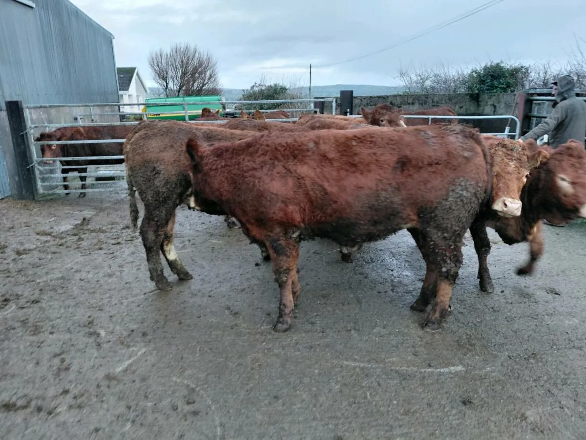 Sim and lim incalf heifers - Image 4