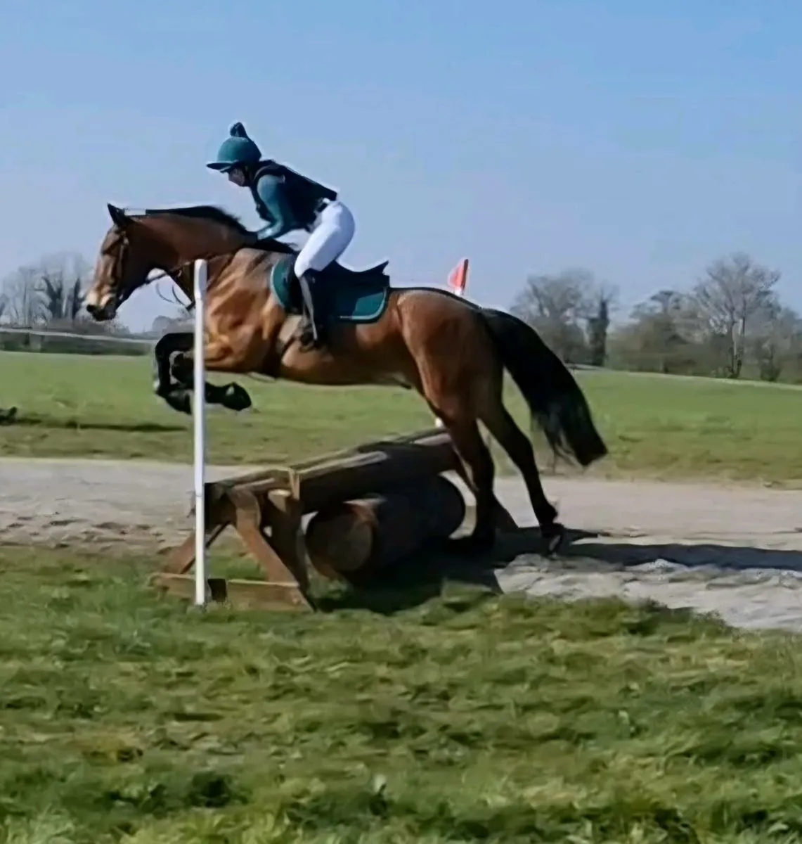 Full Irish Draught Gelding 15.2hh 8yo - Image 1