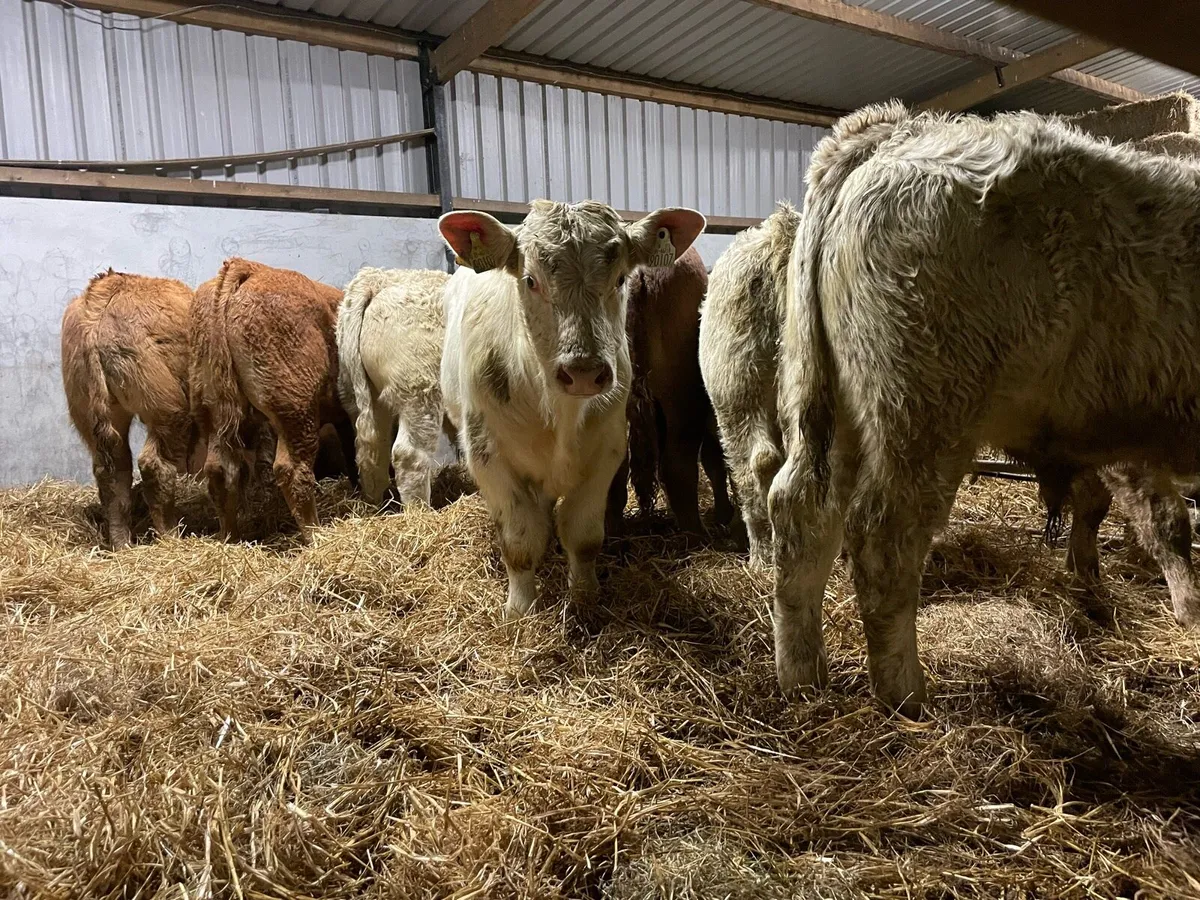 Weanling Bulls - Image 3