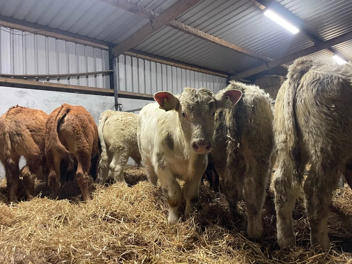 Weanling Bulls - Image 4