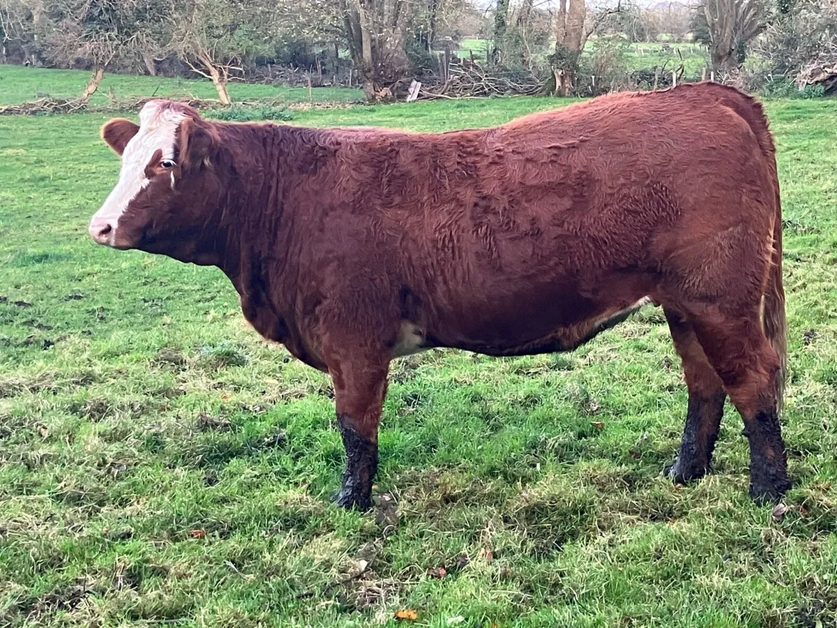 5 star SIM in calf heifer for sale - Image 4