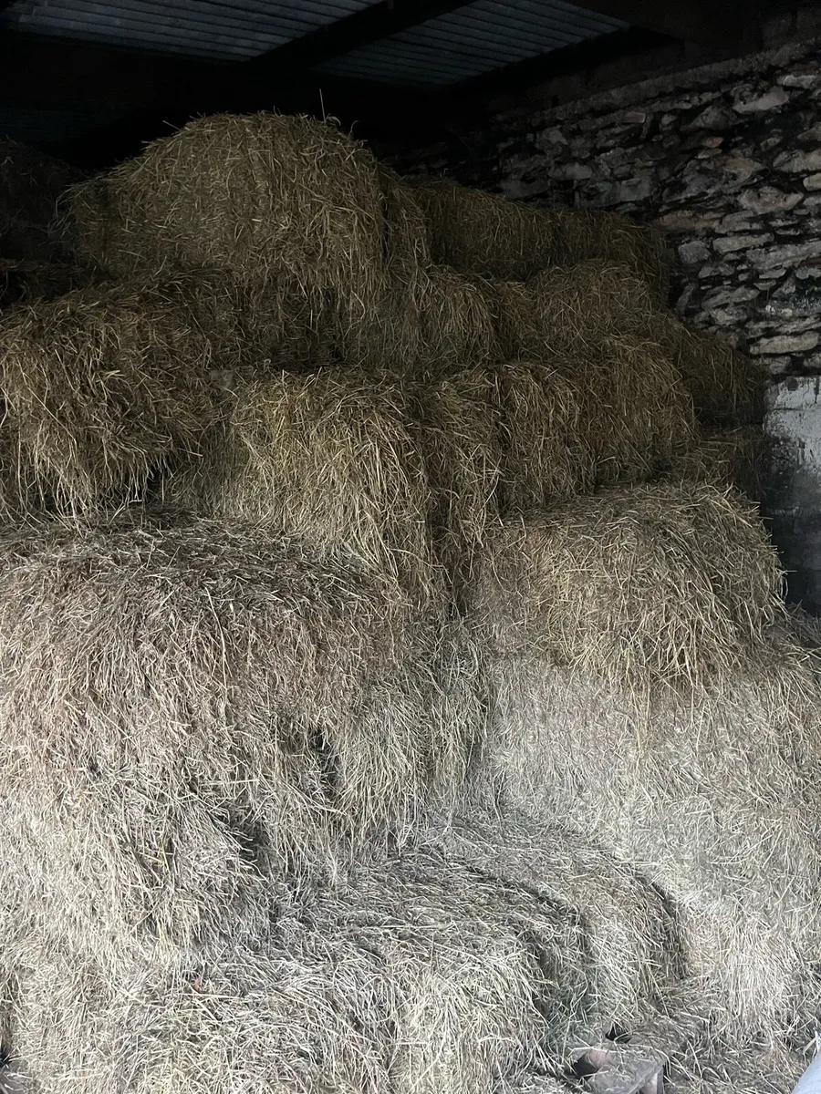 Quality square bales of Hay - Image 1