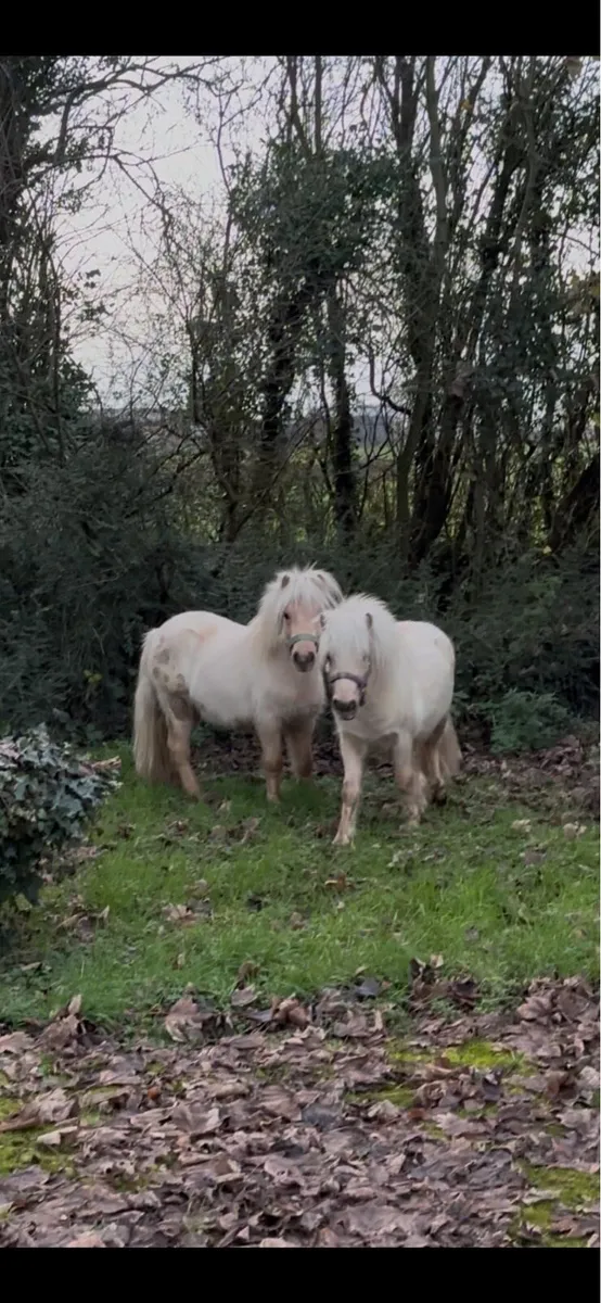 Pair of Palomino stallions - Image 1