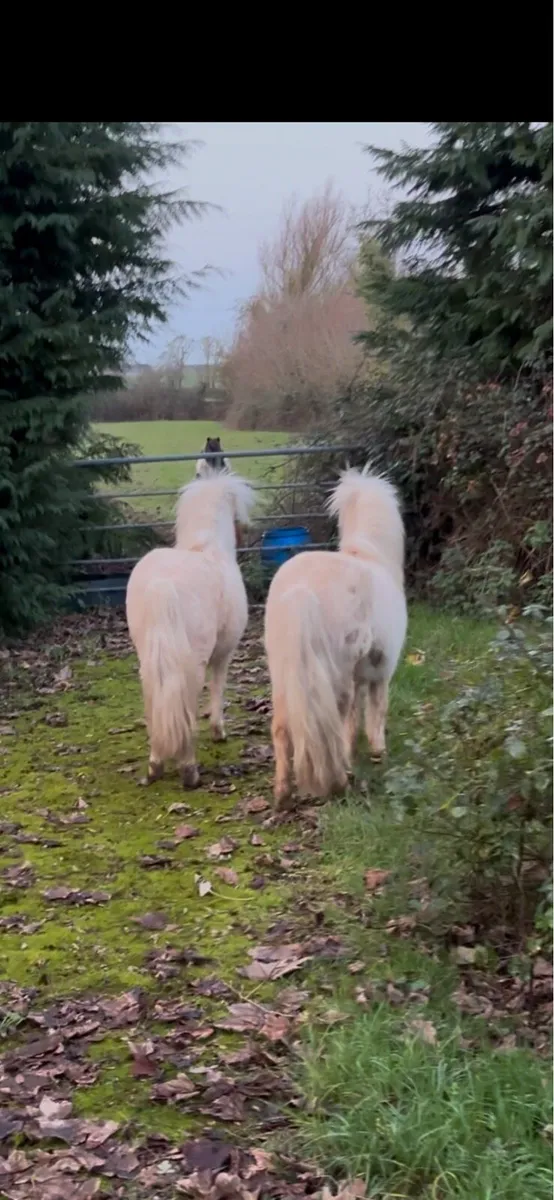 Pair of Palomino stallions - Image 2