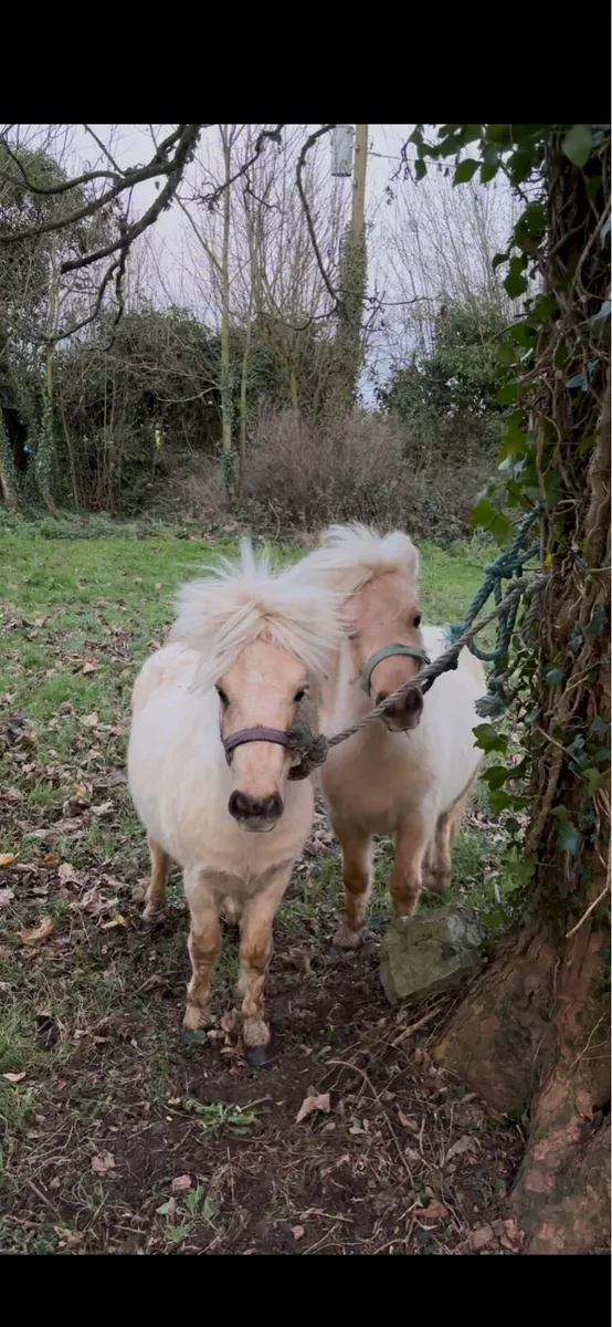 Pair of Palomino stallions - Image 3