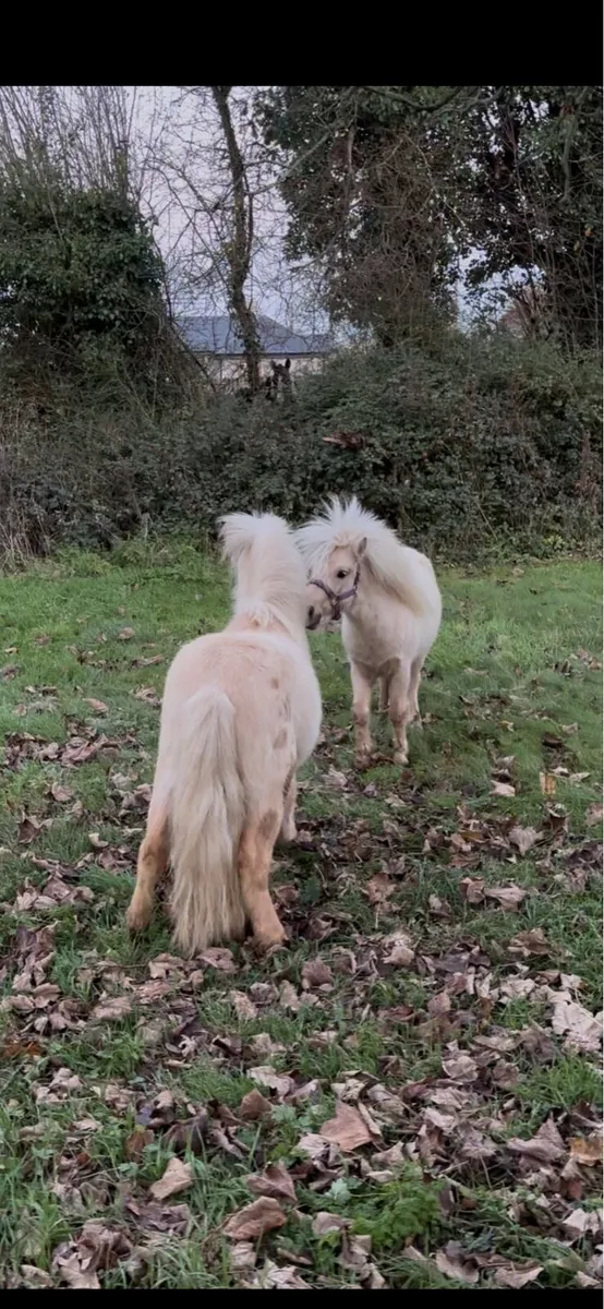Pair of Palomino stallions - Image 4