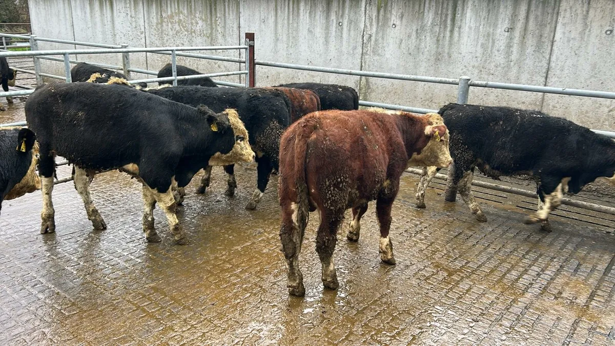 Weanlings for Sale - Image 1