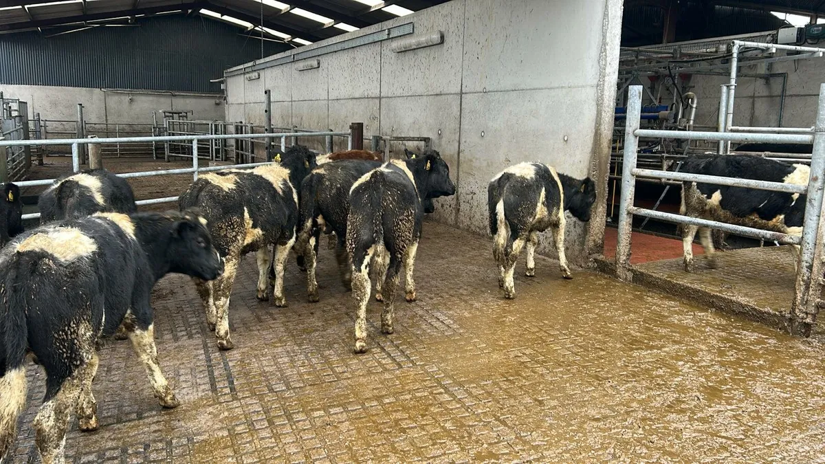 Weanlings for Sale - Image 2