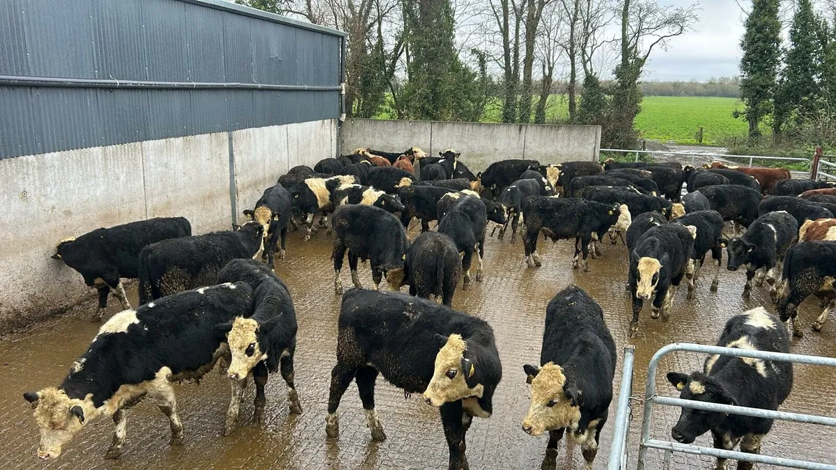 Weanlings for Sale - Image 3