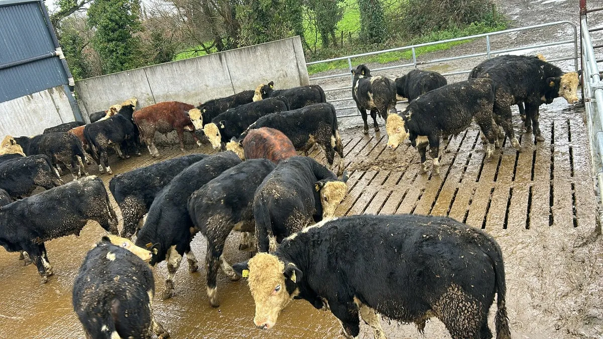 Weanlings for Sale - Image 4