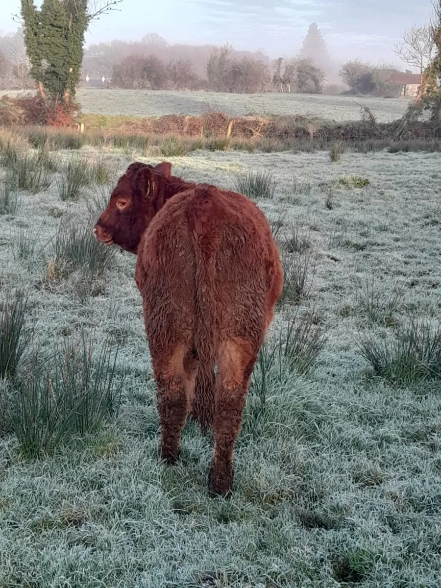 ✨️ 5 Super Heifer Weanlings✨️ - Image 3