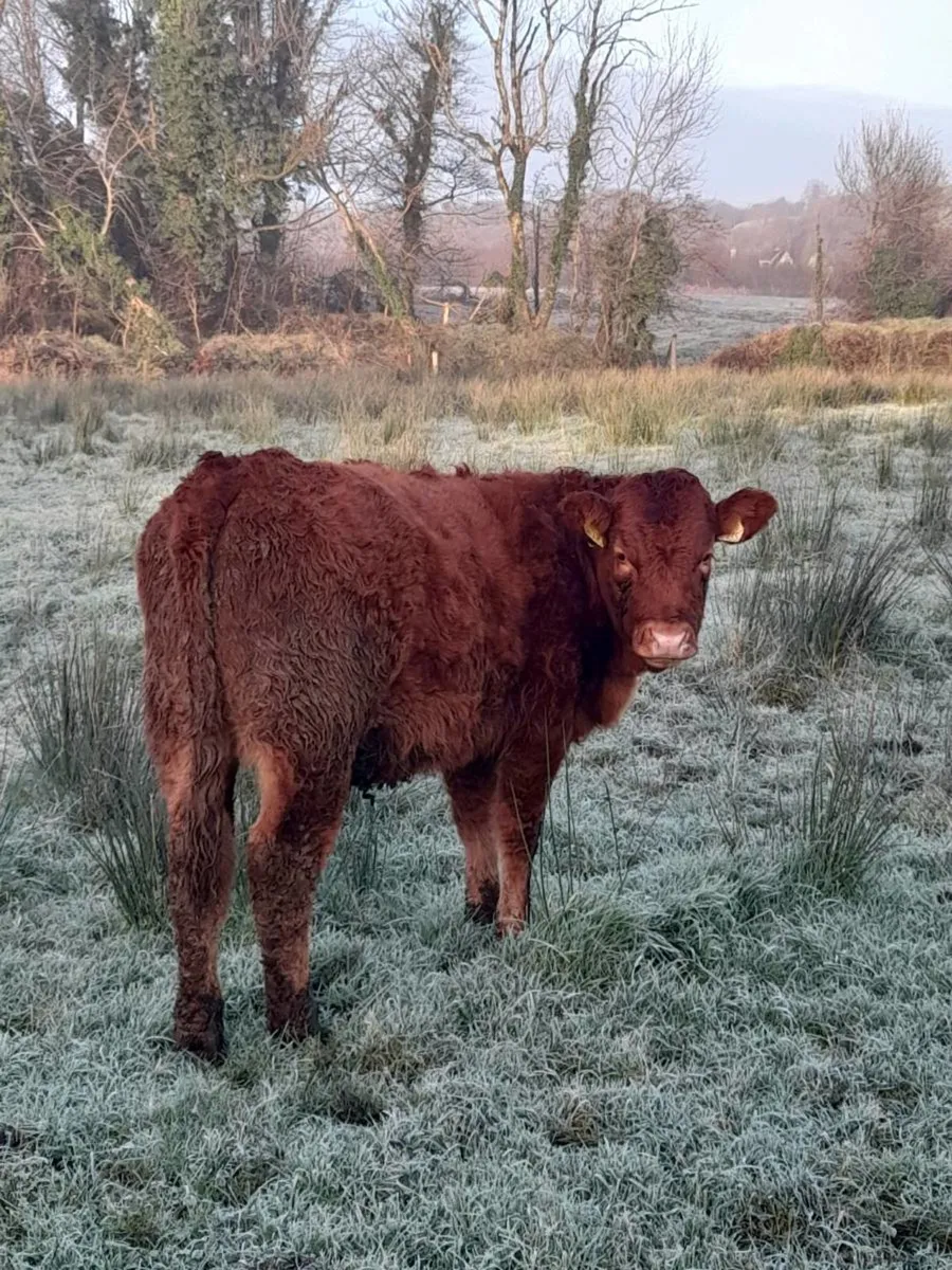 ✨️ 5 Super Heifer Weanlings✨️ - Image 4