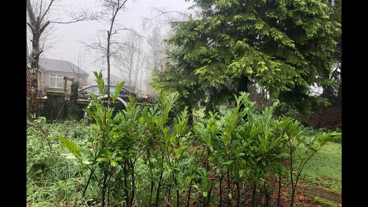 5ft laurel hedging - Image 2