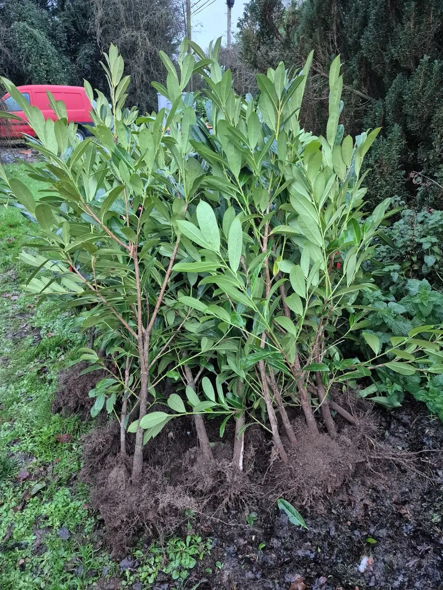 5ft laurel hedging - Image 1
