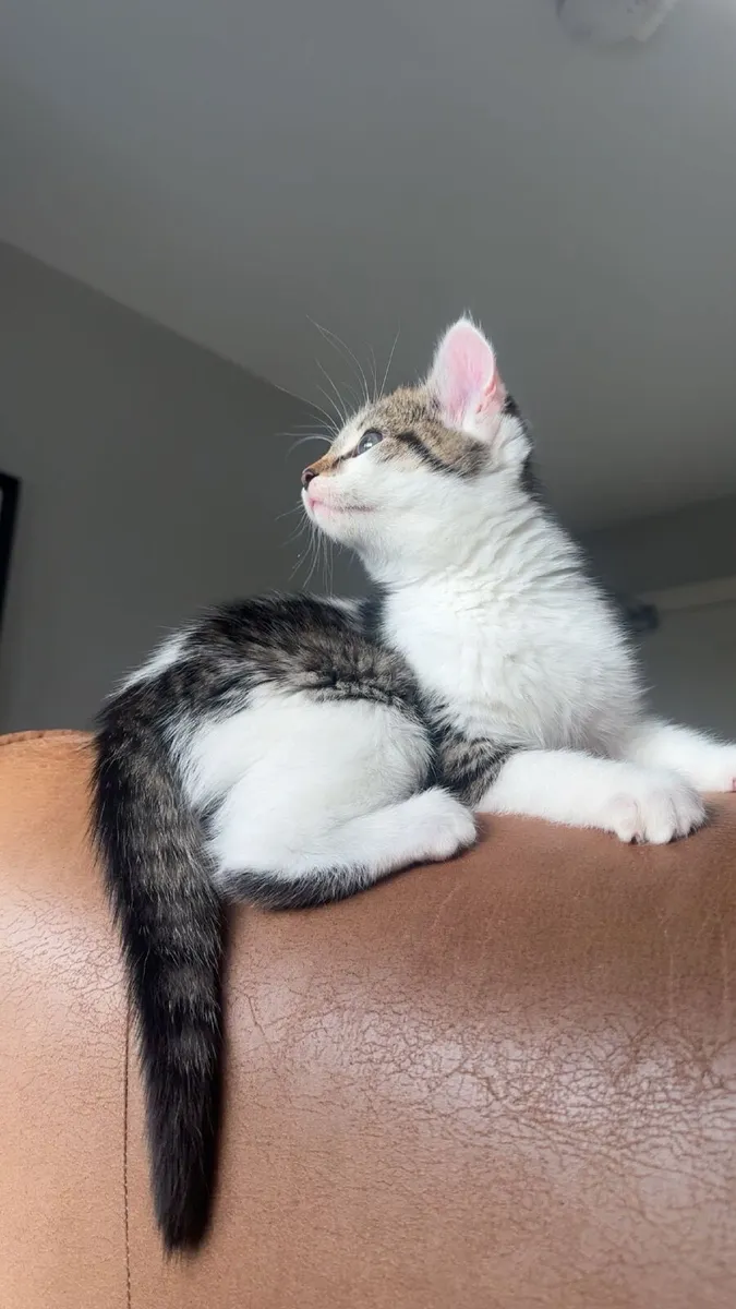 Kitten - Image 1