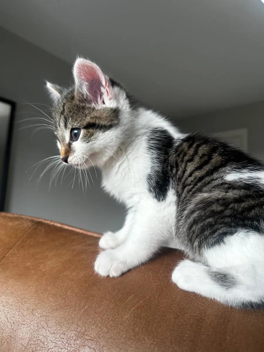 Kitten - Image 2