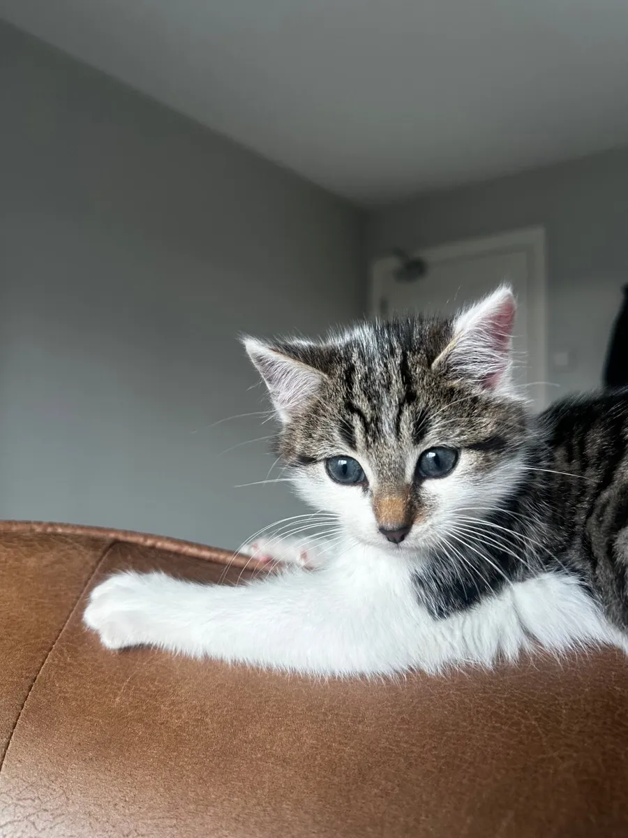 Kitten - Image 3