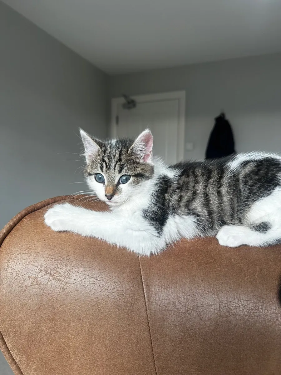 Kitten - Image 4
