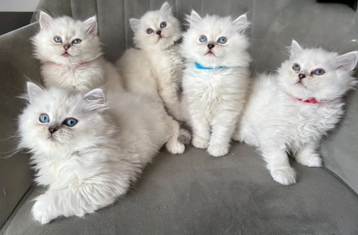 British long hair kitten - Image 1