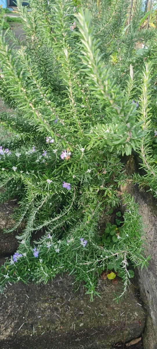 Large rosemary - Image 1