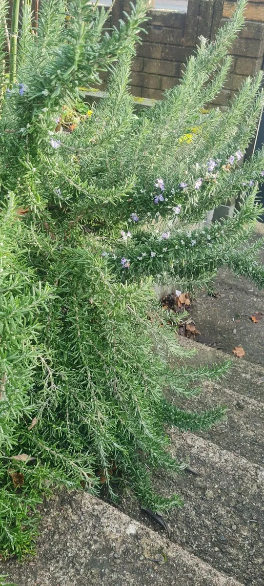 Large rosemary - Image 2