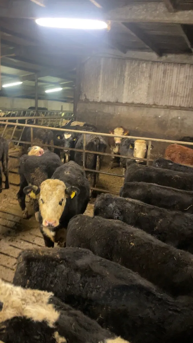 Hereford and Angus - Image 1