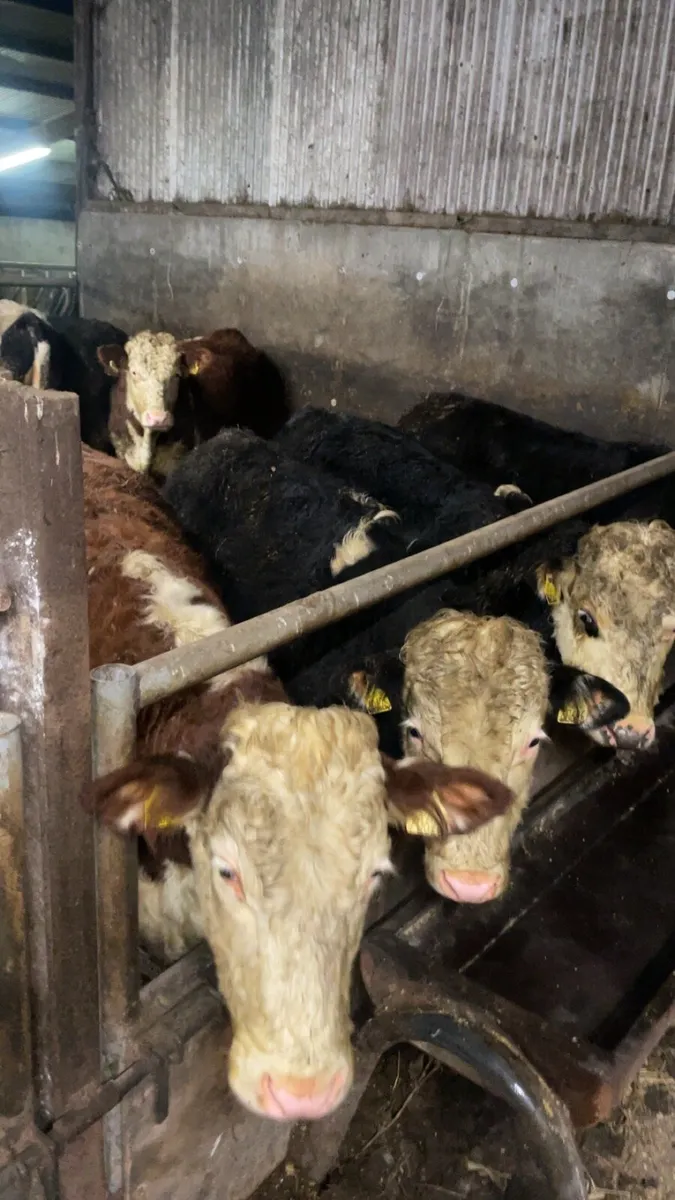 Hereford and Angus - Image 3