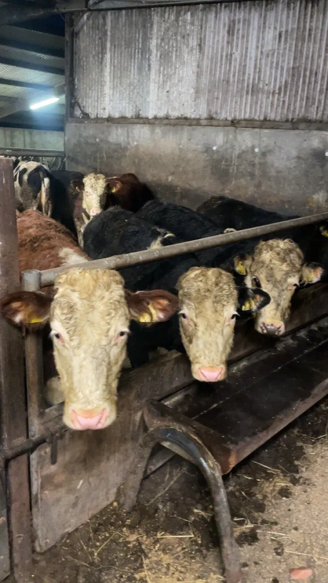 Hereford and Angus - Image 4