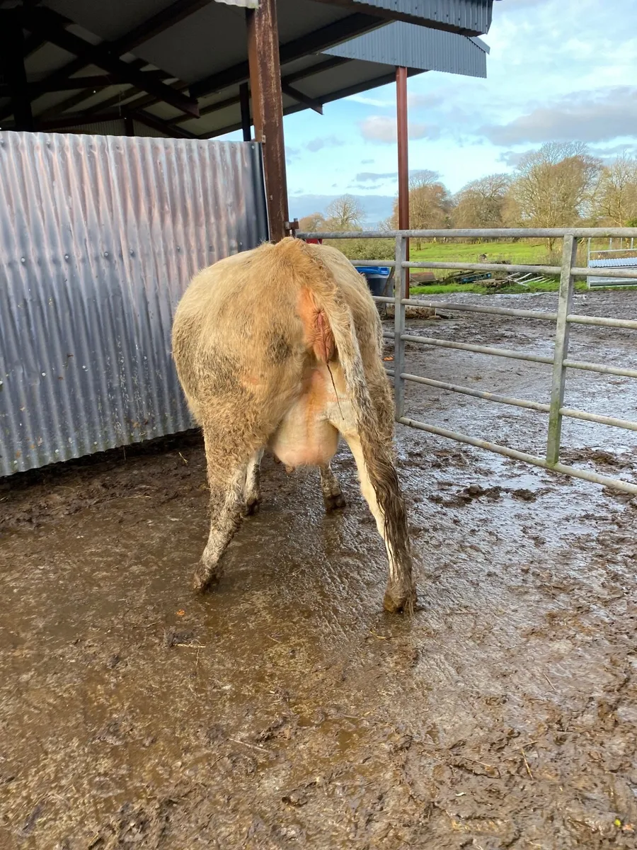 Beef cattle - Image 1