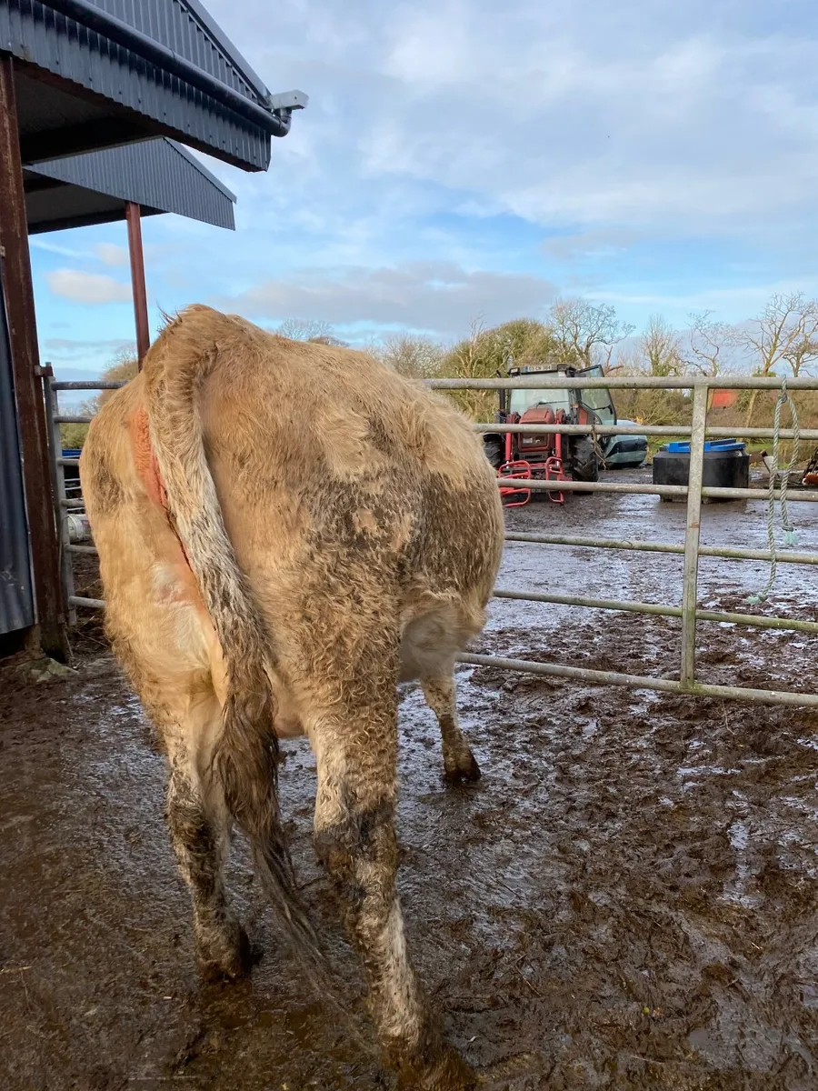 Beef cattle - Image 2