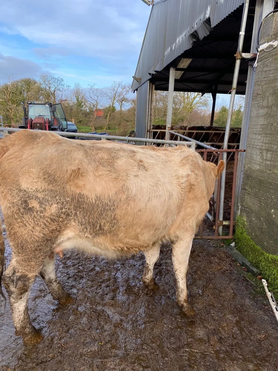 Beef cattle - Image 3