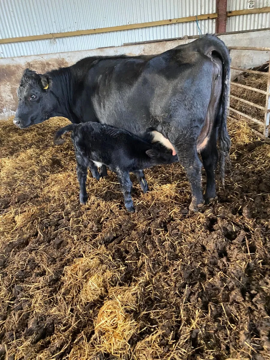 Beef cattle - Image 4