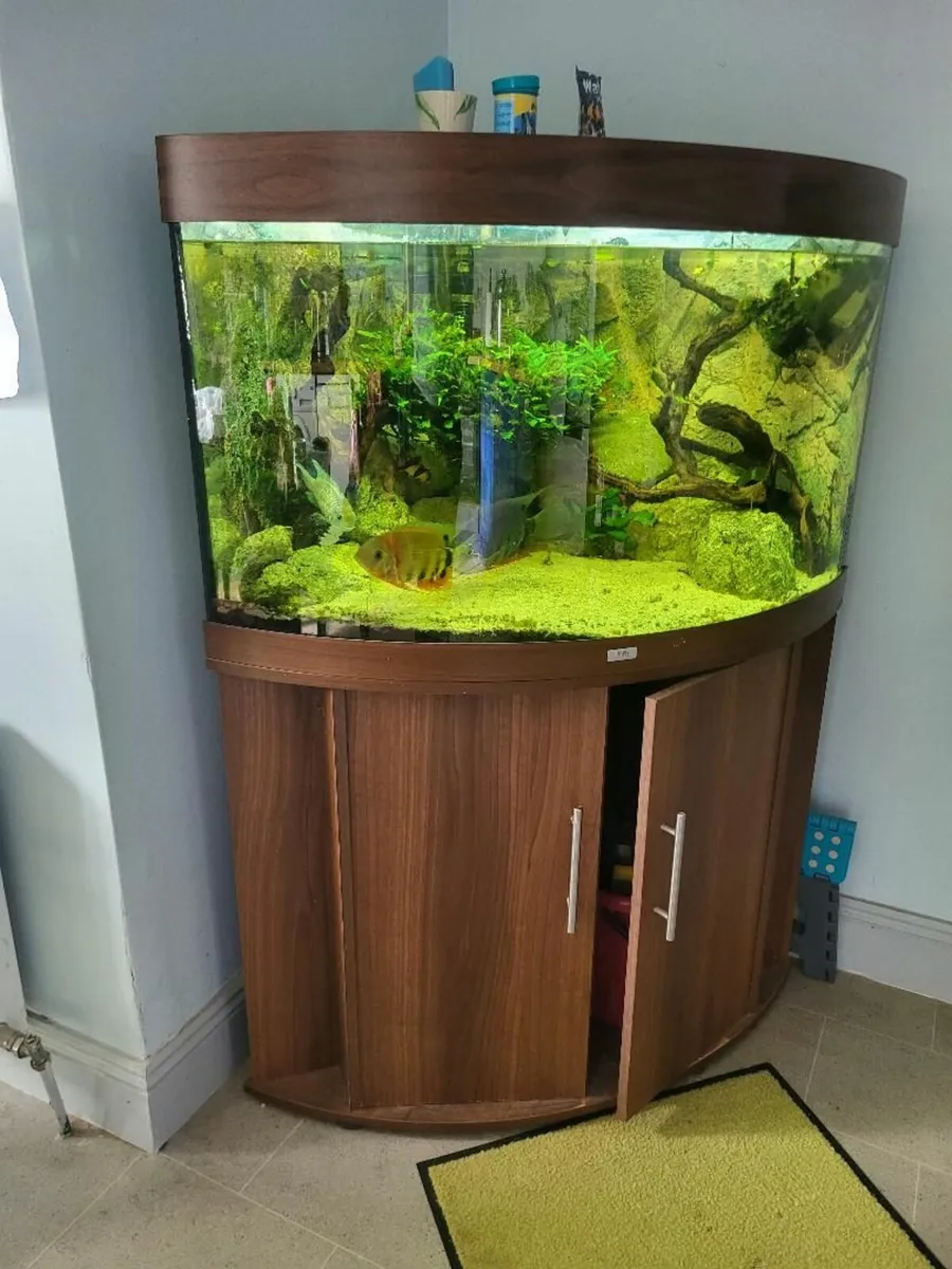 fishtank - Image 1
