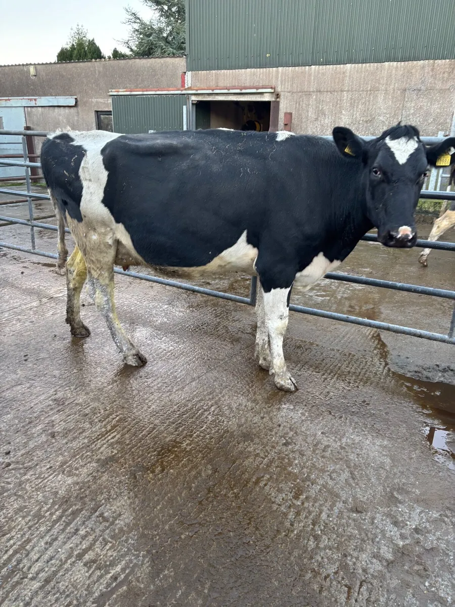 Livestock empty cow - Image 1