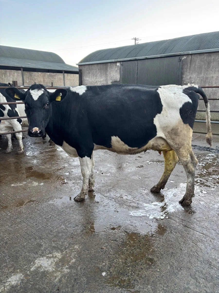 Livestock empty cow - Image 3
