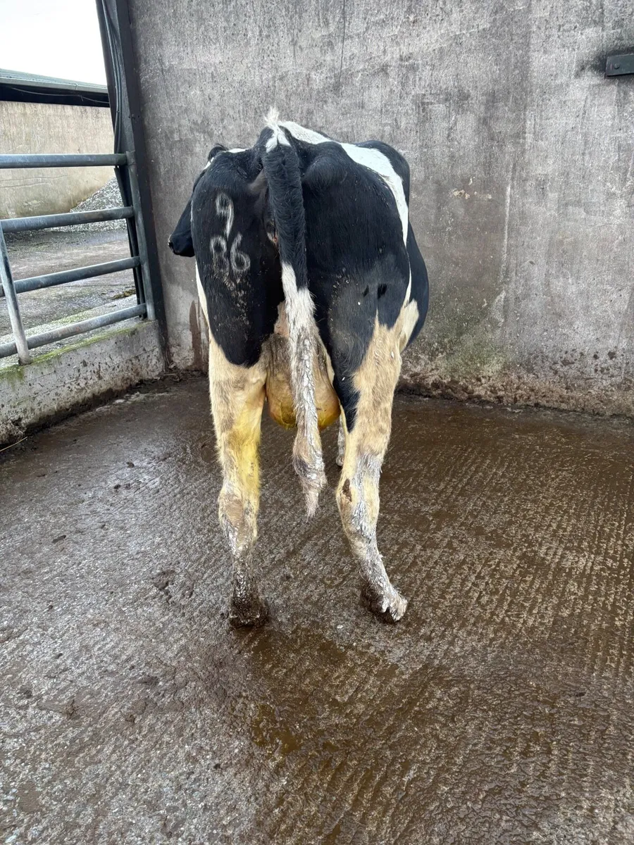 Livestock empty cow - Image 4